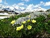 <em>Pulsatilla alpina ssp. apiifolia</em>